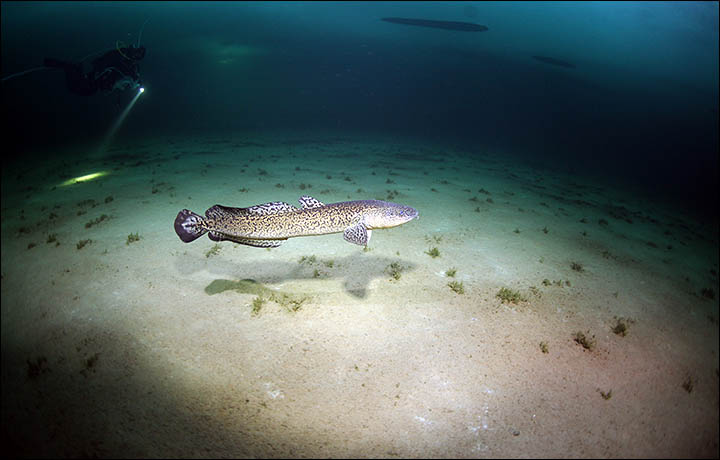 Meet The Creature Found By Divers In Russia S Loch Ness Famed For   Standard Fish 